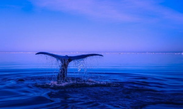 Біткоїн-ведмеді можуть потрапити в пастку на суму 8,65 мільярда доларів, якщо термін дії опціонів закінчиться за ціною близько 90 000 доларів.