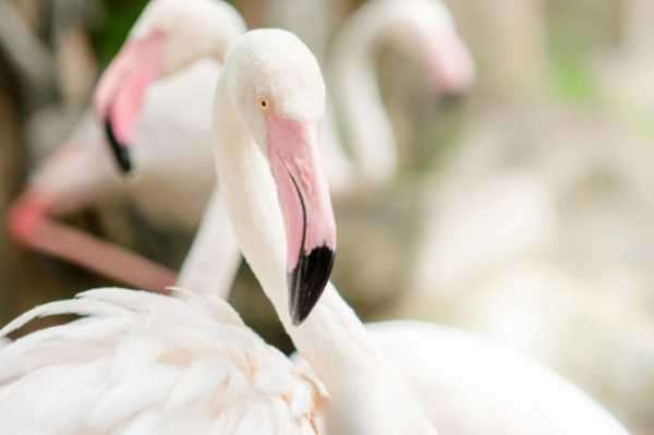 DeFi-протокол Flamingo.Finance начал распределять свои токены среди инвесторов
