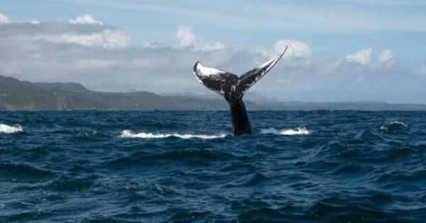 CTO Ripple не верит, что киты могут манипулировать ценами криптовалют